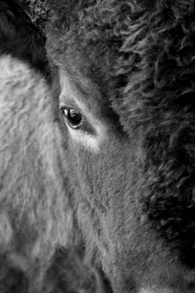 Nature's Persona - Bison Series - Susan Searway Art & Design © 2013
